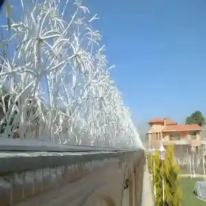 حفاظ نخل مرداب در اهواز