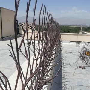 حفاظ شاخ گوزنی تراکم 31 در اهواز