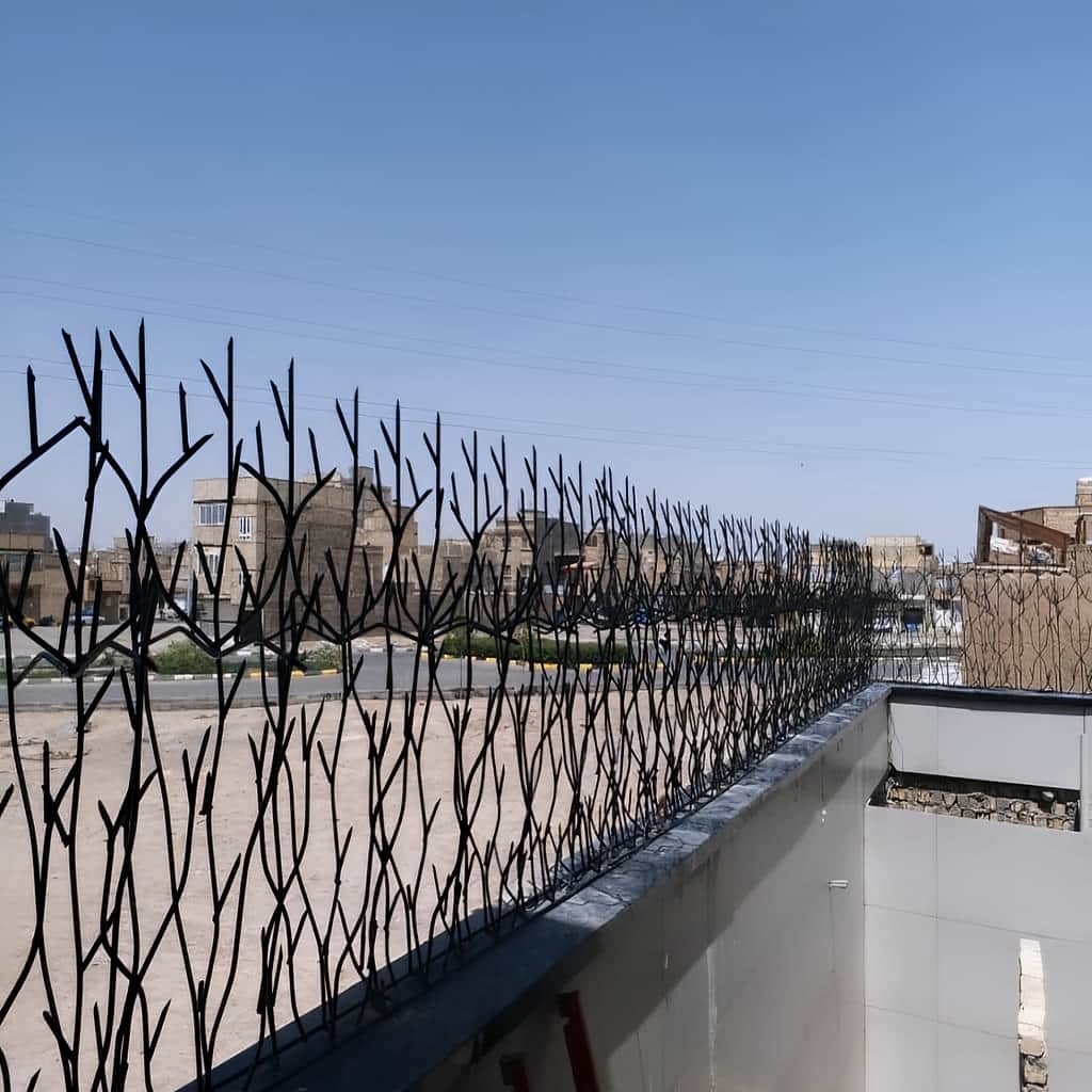 بررسی حفاظ شاخ گوزنی پایه بلند در اهواز