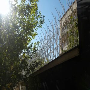 حفاظ نیزار در اهواز